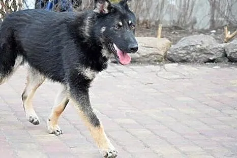 Ocal Sajana rocznego pieska przed schroniskiem daj