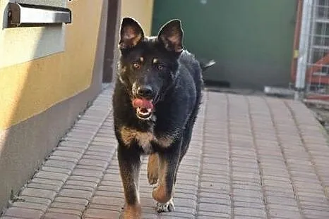 Ocal Sajana rocznego pieska przed schroniskiem daj