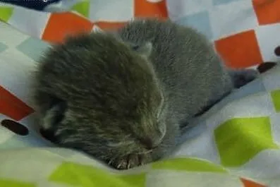 Kotki Rosyjskie Niebieskie,  zachodniopomorskie Sz