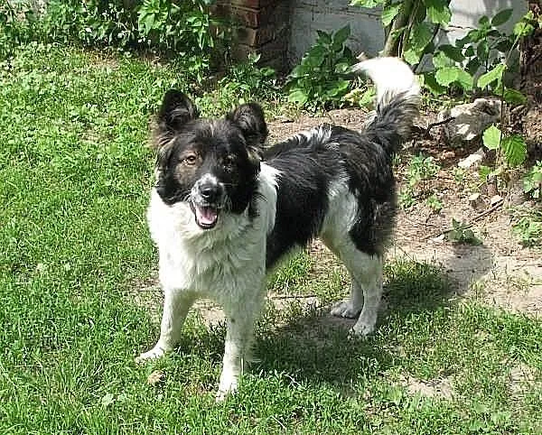 Fantastyczny Pedro - podobny do BORDER COLLIE szuk