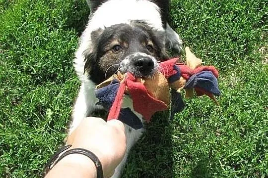 Fantastyczny Pedro - podobny do BORDER COLLIE szuk