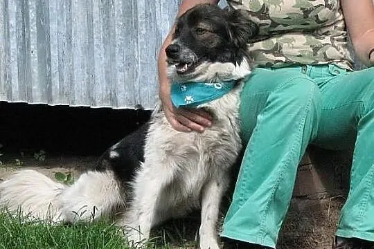 Fantastyczny Pedro - podobny do BORDER COLLIE szuk