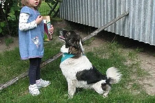 Fantastyczny Pedro - podobny do BORDER COLLIE szuk