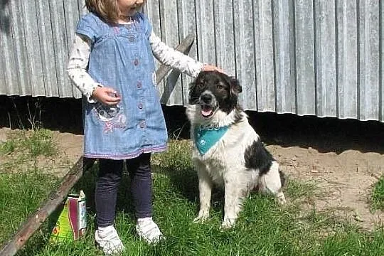 Fantastyczny Pedro - podobny do BORDER COLLIE szuk