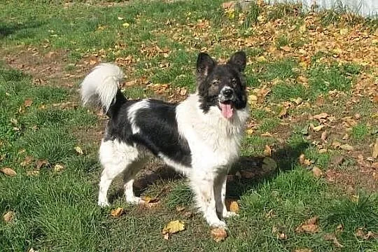 Fantastyczny Pedro - podobny do BORDER COLLIE szuk