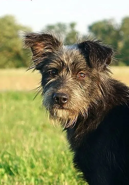 Orlen, cudowny SZNAUCEREK mix, młodziutki, wesoły