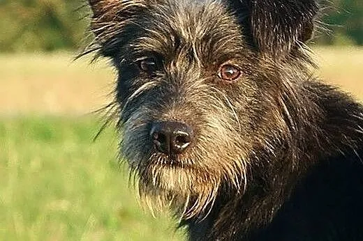Orlen, cudowny SZNAUCEREK mix, młodziutki, wesoły 