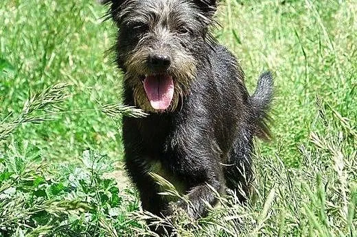 Orlen, cudowny SZNAUCEREK mix, młodziutki, wesoły 
