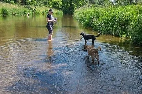 Orlen, cudowny SZNAUCEREK mix, młodziutki, wesoły 