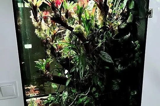 Rośliny do terrarium, Marcgravia,Solanum neoregelia
