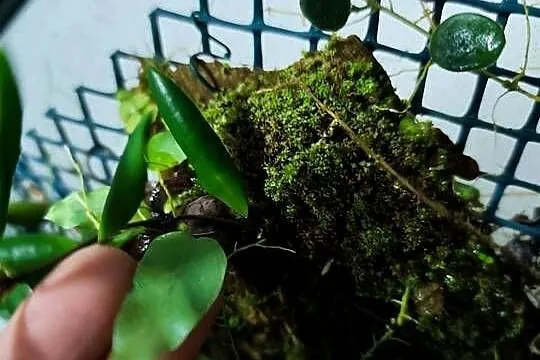 Rośliny do terrarium, Marcgravia,Solanum neoregelia, Opolskie, Krapkowice