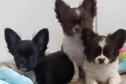 Chihuahua szczenięta super pies mini  prawdziwy rodowód ZKwP FCI