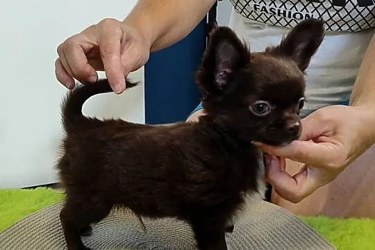 Chihuahua szczenięta super pies mini  prawdziwy rodowód ZKwP FCI, Mazowieckie, Radom