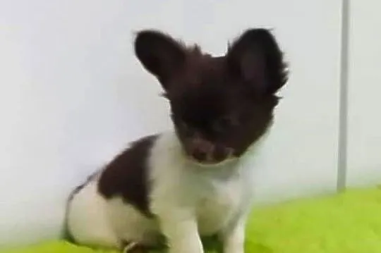 Chihuahua szczenięta super pies mini  prawdziwy rodowód ZKwP FCI, Mazowieckie, Radom