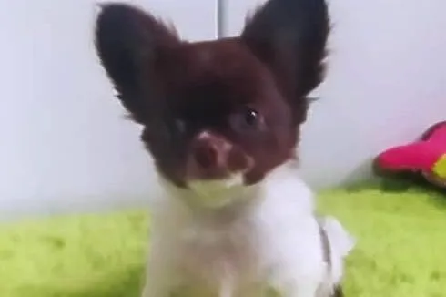 Chihuahua szczenięta super pies mini  prawdziwy rodowód ZKwP FCI, Mazowieckie, Radom