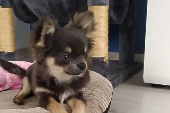 Chihuahua szczenięta super pies mini  prawdziwy rodowód ZKwP FCI, Mazowieckie, Radom