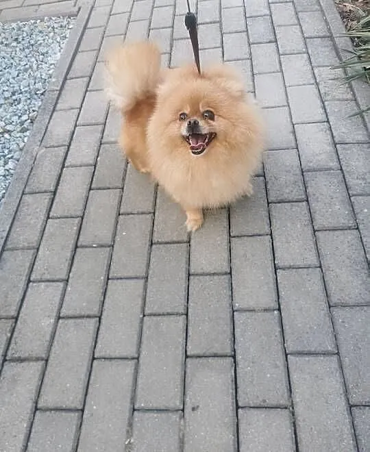 Pomeranian dorosła suczka, Dolnośląskie, Bolesławiec