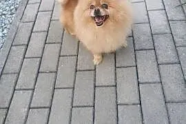 Pomeranian dorosła suczka