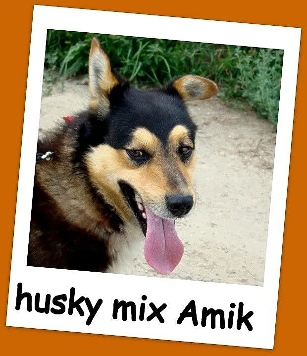 Husky mix, aktywny, średni pies AMIK,wesoły ,towar
