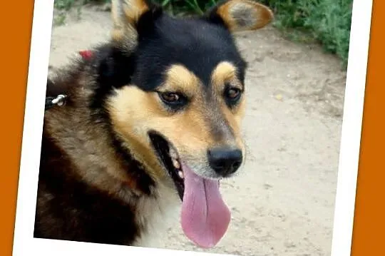 Husky mix, aktywny, średni pies AMIK,wesoły ,towar