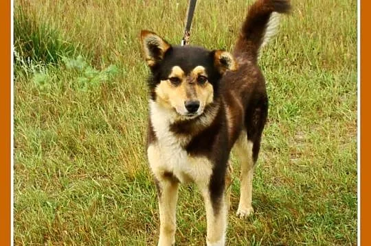 Husky mix, aktywny, średni pies AMIK,wesoły ,towar