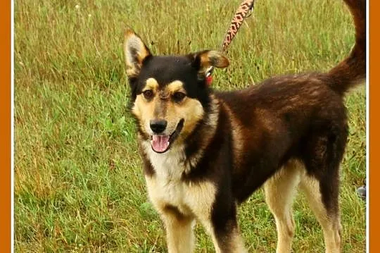 Husky mix, aktywny, średni pies AMIK,wesoły ,towar