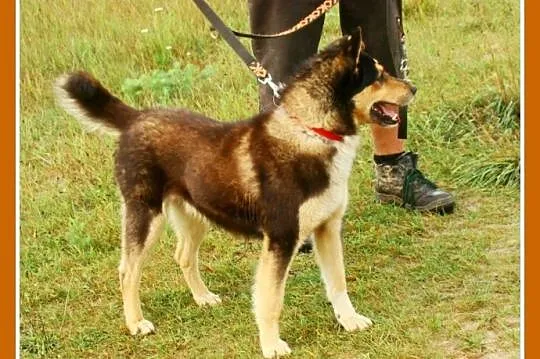 Husky mix, aktywny, średni pies AMIK,wesoły ,towar