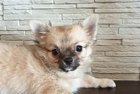 Chihuahua szczenię piesek-samiec długowłosy rodowó, Warka