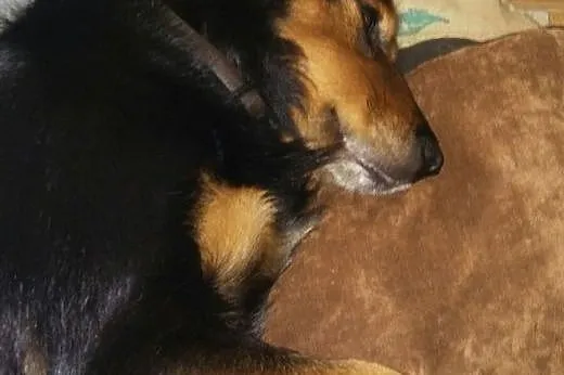 Aktywna suczka do adopcji,  śląskie Katowice