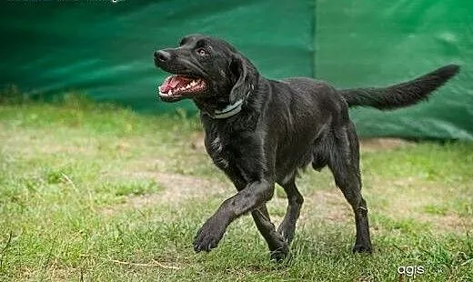 2 letni czarny labrador POKER szuka domu, mazowie