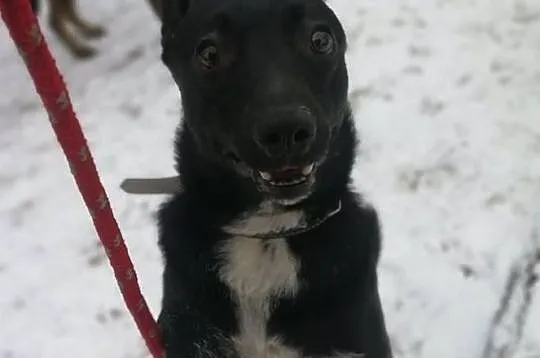 TOTO poleca się do adopcji!