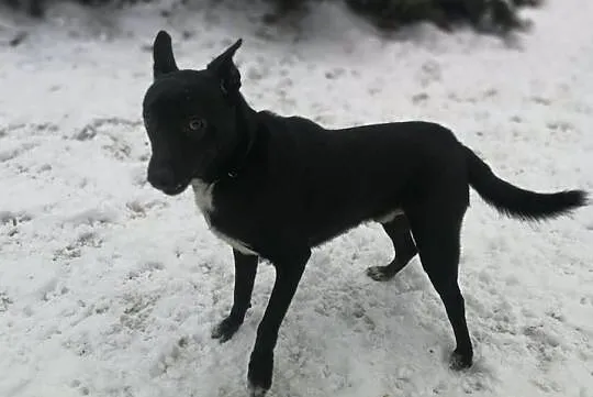 TOTO poleca się do adopcji!, Mazowieckie, Warszawa