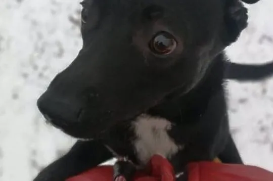 TOTO poleca się do adopcji!, Mazowieckie, Warszawa