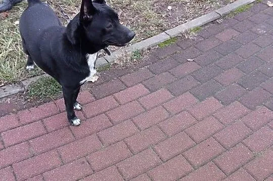 TOTO poleca się do adopcji!, Mazowieckie, Warszawa