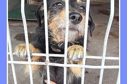 Źle znosi schronisko,tulaśny jamnik FELIX prosi o 
