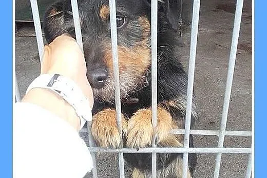 Źle znosi schronisko,tulaśny jamnik FELIX prosi o 