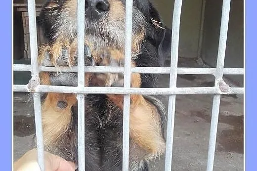 Źle znosi schronisko,tulaśny jamnik FELIX prosi o 
