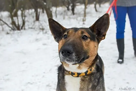 Bibi, sunia BULLTERIER, kochająca człowieka, wesoł