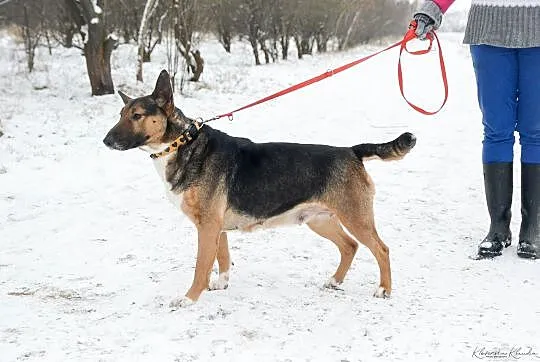 Bibi, sunia BULLTERIER, kochająca człowieka, wesoł