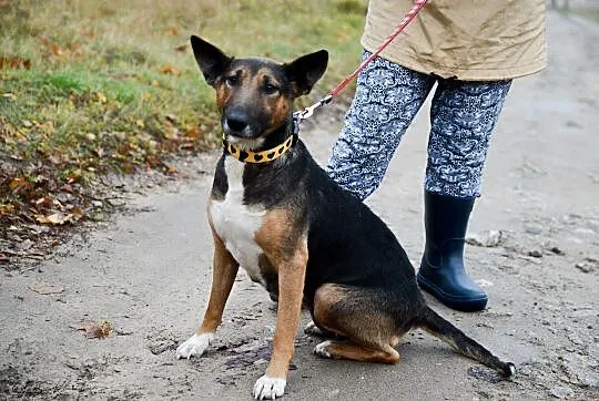 Bibi, sunia BULLTERIER, kochająca człowieka, wesoł