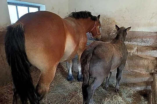 Klacz ze źrebakiem, Mazowieckie, Żuromin