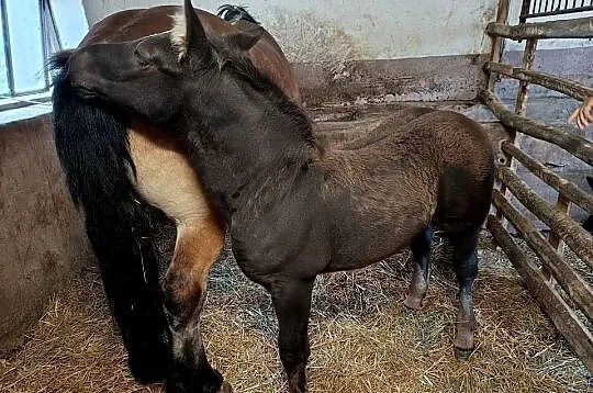 Klacz ze źrebakiem, Mazowieckie, Żuromin