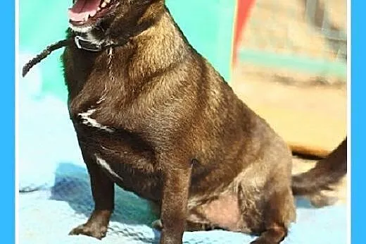 9 kg,jamnikowata,łagodna,spokojna suczka FOCZKA,  