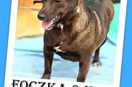 9 kg,jamnikowata,łagodna,spokojna suczka FOCZKA,  