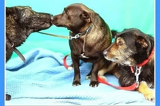 9 kg,jamnikowata,łagodna,spokojna suczka FOCZKA,  