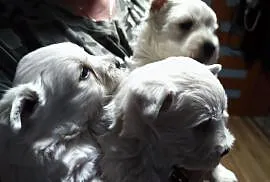 West highland white terrier - sliczne szczeniaczki, Praszczyki