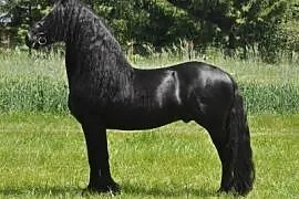 Kuc Walijski sekcji C Welsh Pony of Cob Type roczn