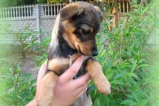 Malenka sunia 4-5 miesieczna,adopcja!!,  świętokrz
