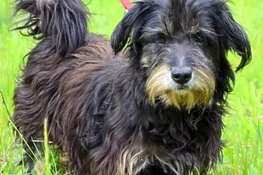 Sindi szuka prawdziwego domu...,  warmińsko-mazurs