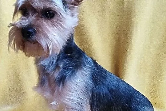 Yorkshire Terrier - Reproduktor, Śląskie, Częstochowa